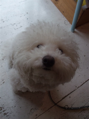 ビションカットアフロカットおにぎりヘアービションフリーゼ赤ちゃんあかちゃん子犬こいぬ仔犬ブリーダー出産フントヒュッテ東京文京区トリミングサロンhundehutte-3.jpg