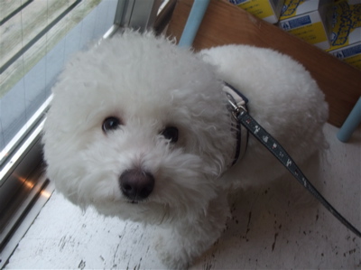 ビションカットアフロカットおにぎりヘアービションフリーゼ赤ちゃんあかちゃん子犬こいぬ仔犬ブリーダー出産フントヒュッテ東京文京区トリミングサロンhundehutte-4.jpg