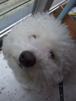 ビションカットアフロカットおにぎりヘアービションフリーゼ赤ちゃんあかちゃん子犬こいぬ仔犬ブリーダー出産フントヒュッテ東京文京区トリミングサロンhundehutte-6.jpg