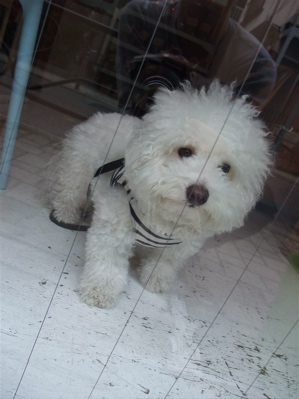 ビションカットアフロカットおにぎりヘアービションフリーゼ赤ちゃんあかちゃん子犬こいぬ仔犬ブリーダー出産フントヒュッテ東京文京区トリミングサロンhundehutte-7.jpg