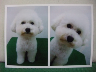 ¥Õ¥ó¥È¥Ò¥å¥Ã¥ÆhundehutteÅìµþ¥Ó¥·¥ç¥ó¥Õ¥ê¡¼¥¼ÀÖ¤Á¤ã¤ó»Ò¸¤¤³¤¤¤Ì¥Ö¥ê¡¼¥À¡¼Ê¸µþ¶è¥È¥ê¥ß¥ó¥°¥µ¥í¥ó¥Ó¥·¥ç¥ó¥«¥Ã¥È¥¢¥Õ¥í¥«¥Ã¥È¥Õ¥ó¥È¥Ò¥å¥Ã¥Æ¥ª¥ê¥¸¥Ê¥ë¥ê¡¼¥É4.jpg