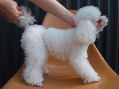 プードルカットマスタッシュ犬デンタルケア犬の歯みがきフントヒュッテhundehutte東京ビションフリーゼ赤ちゃん子犬こいぬ文京区トリミングサロンビションカット2.jpg