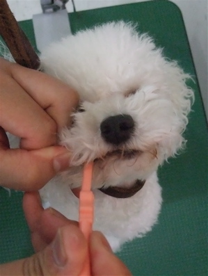 プードルカットマスタッシュ犬デンタルケア犬の歯みがきフントヒュッテhundehutte東京ビションフリーゼ赤ちゃん子犬こいぬ文京区トリミングサロンビションカット5.jpg