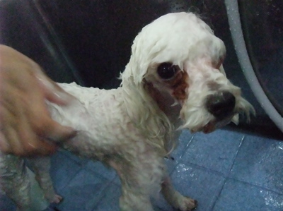 プードルカットマスタッシュ犬デンタルケア犬の歯みがきフントヒュッテhundehutte東京ビションフリーゼ赤ちゃん子犬こいぬ文京区トリミングサロンビションカット7.jpg