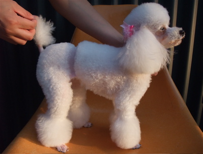プードルカットマスタッシュ犬デンタルケア犬の歯みがきフントヒュッテhundehutte東京ビションフリーゼ赤ちゃん子犬こいぬ文京区トリミングサロンビションカット8.jpg