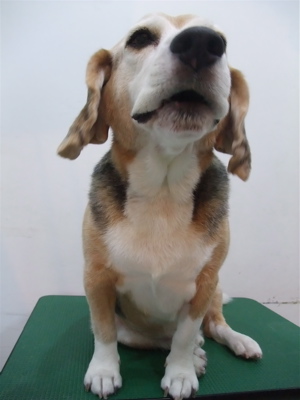 ビーグルシャンプートリミングフントヒュッテhundehutte東京ビションフリーゼ子犬こいぬおんなのこあかちゃん文京区トリミングサロンアフロビションカット1.jpg