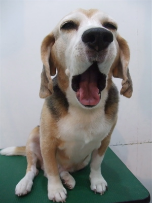 ビーグルシャンプートリミングフントヒュッテhundehutte東京ビションフリーゼ子犬こいぬおんなのこあかちゃん文京区トリミングサロンアフロビションカット2.jpg