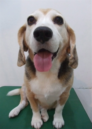 ビーグルシャンプートリミングフントヒュッテhundehutte東京ビションフリーゼ子犬こいぬおんなのこあかちゃん文京区トリミングサロンアフロビションカット3.jpg