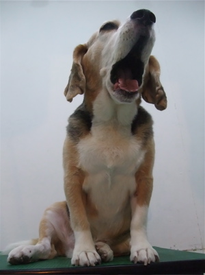 ビーグルシャンプートリミングフントヒュッテhundehutte東京ビションフリーゼ子犬こいぬおんなのこあかちゃん文京区トリミングサロンアフロビションカット4.jpg