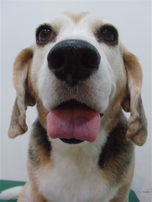 ビーグルシャンプートリミングフントヒュッテhundehutte東京ビションフリーゼ子犬こいぬおんなのこあかちゃん文京区トリミングサロンアフロビションカット5.jpg