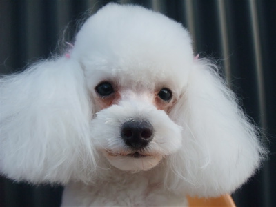 プードルカットマスタッシュ犬デンタルケア犬の歯みがきフントヒュッテhundehutte東京ビションフリーゼ赤ちゃん子犬こいぬ文京区トリミングサロンビションカット10.jpg