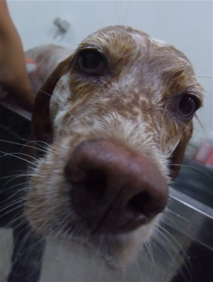 イングリッシュセッタートリミングビションフリーゼブリーダー出産こいぬ赤ちゃん子犬東京フントヒュッテオリジナルリードハーネス首輪文京区トリミングサロン1.jpg