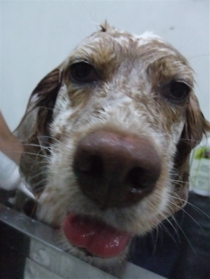 イングリッシュセッタートリミングビションフリーゼブリーダー出産こいぬ赤ちゃん子犬東京フントヒュッテオリジナルリードハーネス首輪文京区トリミングサロン4.jpg