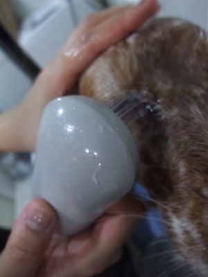 イングリッシュセッタートリミングビションフリーゼブリーダー出産こいぬ赤ちゃん子犬東京フントヒュッテオリジナルリードハーネス首輪文京区トリミングサロン5.jpg