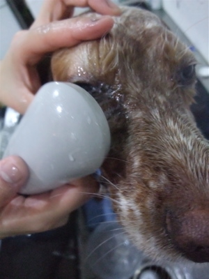 イングリッシュセッタートリミングビションフリーゼブリーダー出産こいぬ赤ちゃん子犬東京フントヒュッテオリジナルリードハーネス首輪文京区トリミングサロン6.jpg
