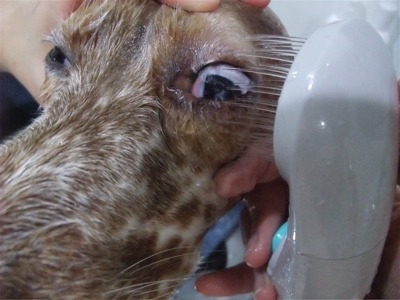 イングリッシュセッタートリミングビションフリーゼブリーダー出産こいぬ赤ちゃん子犬東京フントヒュッテオリジナルリードハーネス首輪文京区トリミングサロン7.jpg