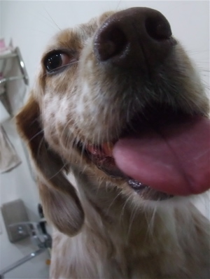 イングリッシュセッタートリミングビションフリーゼブリーダー出産こいぬ赤ちゃん子犬東京フントヒュッテオリジナルリードハーネス首輪文京区トリミングサロン8.jpg