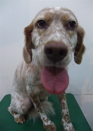 イングリッシュセッタートリミングビションフリーゼブリーダー出産こいぬ赤ちゃん子犬東京フントヒュッテオリジナルリードハーネス首輪文京区トリミングサロン9.jpg