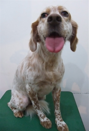 イングリッシュセッタートリミングビションフリーゼブリーダー出産こいぬ赤ちゃん子犬東京フントヒュッテオリジナルリードハーネス首輪文京区トリミングサロン10.jpg