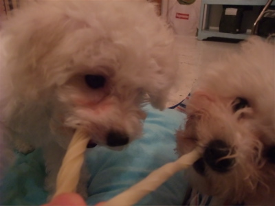 国産犬のおやつわんわん牛皮ガムツイストビションフリーゼブリーダーこいぬ出産子犬東京フントヒュッテ文京区トリミングサロンビションカット毛量の多いビション1.jpg