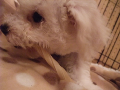 国産犬のおやつわんわん牛皮ガムツイストビションフリーゼブリーダーこいぬ出産子犬東京フントヒュッテ文京区トリミングサロンビションカット毛量の多いビション4.jpg