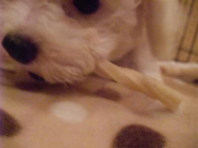 国産犬のおやつわんわん牛皮ガムツイストビションフリーゼブリーダーこいぬ出産子犬東京フントヒュッテ文京区トリミングサロンビションカット毛量の多いビション6.jpg