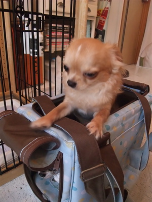 チワワビションフリーゼブリーダーこいぬ出産子犬東京フントヒュッテhundehutte文京区トリミングサロンビションカットアフロカット良血統ビション毛量の多いビション1.jpg