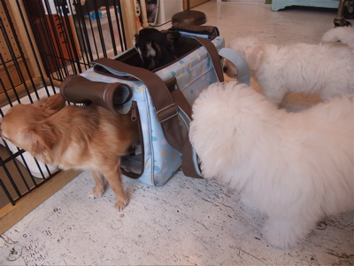 チワワビションフリーゼブリーダーこいぬ出産子犬東京フントヒュッテhundehutte文京区トリミングサロンビションカットアフロカット良血統ビション毛量の多いビション2.jpg