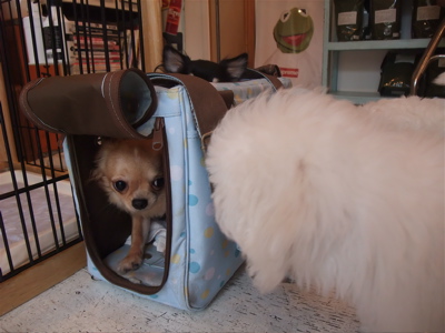 チワワビションフリーゼブリーダーこいぬ出産子犬東京フントヒュッテhundehutte文京区トリミングサロンビションカットアフロカット良血統ビション毛量の多いビション3.jpg