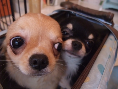 チワワビションフリーゼブリーダーこいぬ出産子犬東京フントヒュッテhundehutte文京区トリミングサロンビションカットアフロカット良血統ビション毛量の多いビション6.jpg