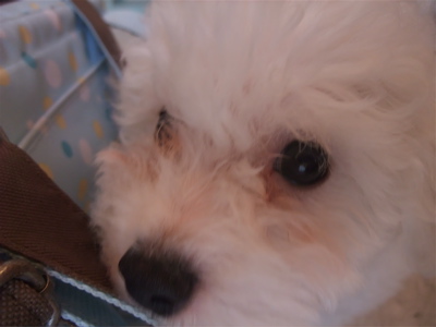 チワワビションフリーゼブリーダーこいぬ出産子犬東京フントヒュッテhundehutte文京区トリミングサロンビションカットアフロカット良血統ビション毛量の多いビション7.jpg