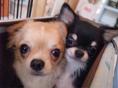 チワワビションフリーゼブリーダーこいぬ出産子犬東京フントヒュッテhundehutte文京区トリミングサロンビションカットアフロカット良血統ビション毛量の多いビション8.jpg