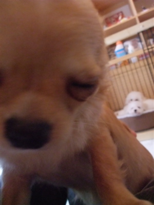 チワワビションフリーゼブリーダーこいぬ出産子犬東京フントヒュッテhundehutte文京区トリミングサロンビションカットアフロカット良血統ビション毛量の多いビション9.jpg