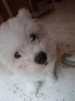 子犬こいぬのお迎えビションフリーゼブリーダー東京フントヒュッテhundehutte文京区トリミングサロンビションカットアフロカット良血統ビション毛量の多いビション1.jpg