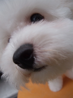 ¥Ó¥·¥ç¥ó¥Õ¥ê¡¼¥¼¥Ö¥ê¡¼¥À¡¼¤³¤¤¤Ì¤Î¤ª·Þ¤¨»Ò¸¤Åìµþ¥Õ¥ó¥È¥Ò¥å¥Ã¥Æhundehutteʸµþ¶è¥È¥ê¥ß¥ó¥°¥µ¥í¥ó¥Ó¥·¥ç¥ó¥«¥Ã¥È¥¢¥Õ¥í¥«¥Ã¥ÈÎÉ·ìÅý¥Ó¥·¥ç¥óÌÓÎ̤襤¥Ó¥·¥ç¥ó20.jpg