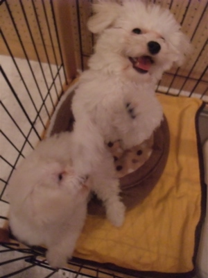 ビションフリーゼブリーダーこいぬおんなのこ女の子子犬東京フントヒュッテhundehutte文京区トリミングサロンビションカットアフロカット良血統毛量の多いビション.jpg