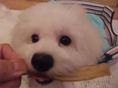 牛アキレス職人の味国産無添加無着色犬用おやつビションフリーゼブリーダー子犬東京フントヒュッテ文京区トリミングサロンビションカットアフロカット犬の歯磨き3.jpg