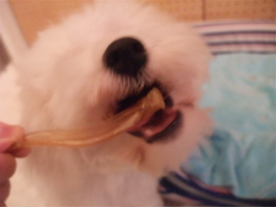 牛アキレス職人の味国産無添加無着色犬用おやつビションフリーゼブリーダー子犬東京フントヒュッテ文京区トリミングサロンビションカットアフロカット犬の歯磨き4.jpg