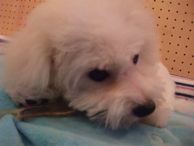 牛アキレス職人の味国産無添加無着色犬用おやつビションフリーゼブリーダー子犬東京フントヒュッテ文京区トリミングサロンビションカットアフロカット犬の歯磨き6.jpg