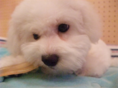 牛アキレス職人の味国産無添加無着色犬用おやつビションフリーゼブリーダー子犬東京フントヒュッテ文京区トリミングサロンビションカットアフロカット犬の歯磨き7.jpg