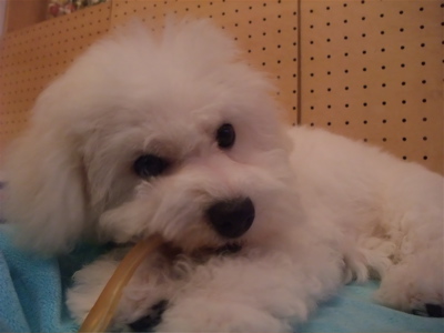 牛アキレス職人の味国産無添加無着色犬用おやつビションフリーゼブリーダー子犬東京フントヒュッテ文京区トリミングサロンビションカットアフロカット犬の歯磨き8.jpg