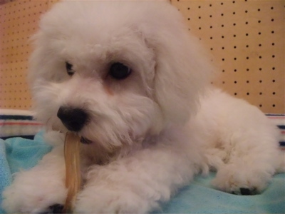 牛アキレス職人の味国産無添加無着色犬用おやつビションフリーゼブリーダー子犬東京フントヒュッテ文京区トリミングサロンビションカットアフロカット犬の歯磨き9.jpg