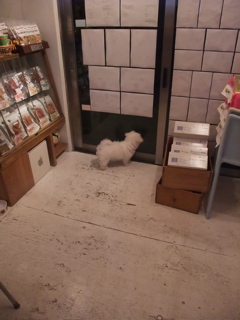ビションフリーゼブリーダーこいぬ子犬東京フントヒュッテhundehutte文京区トリミングサロンビションカットアフロカット安田美沙子はんな先輩犬泉くんサンゲツ壁紙CM1.jpg