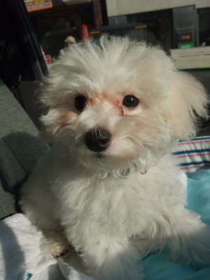 ビションフリーゼブリーダーこいぬ子犬東京フントヒュッテ文京区トリミングサロンビションカット安田美沙子はんな先輩明治神宮外苑いちょう祭り外苑いちょう並木6.jpg