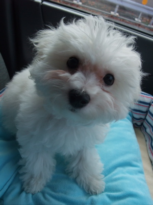 ビションフリーゼブリーダーこいぬ子犬東京フントヒュッテ文京区トリミングサロンビションカット安田美沙子はんな先輩明治神宮外苑いちょう祭り外苑いちょう並木10.jpg