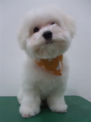 文京区トリミングサロンビションカットアフロカットデンタルケアビションフリーゼブリーダーこいぬ子犬東京フントヒュッテhundehutte安田美沙子はんな先輩犬泉くん6.jpg