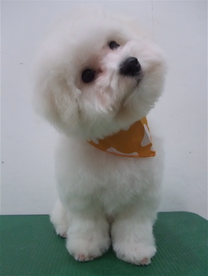 文京区トリミングサロンビションカットアフロカットデンタルケアビションフリーゼブリーダーこいぬ子犬東京フントヒュッテhundehutte安田美沙子はんな先輩犬泉くん7.jpg