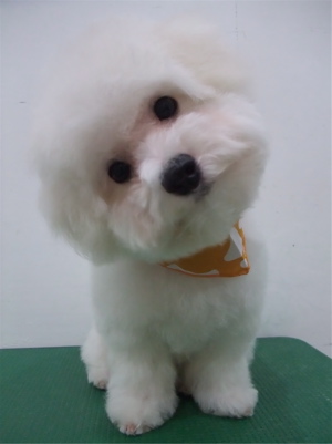 文京区トリミングサロンビションカットアフロカットデンタルケアビションフリーゼブリーダーこいぬ子犬東京フントヒュッテhundehutte安田美沙子はんな先輩犬泉くん8.jpg