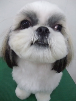 シーズートリミングカット文京区トリミングサロンビションカットアフロカットビションフリーゼブリーダー子犬安田美沙子はんな先輩東京フントヒュッテ11.jpg