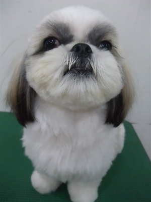 シーズートリミングカット文京区トリミングサロンビションカットアフロカットビションフリーゼブリーダー子犬安田美沙子はんな先輩東京フントヒュッテ12.jpg